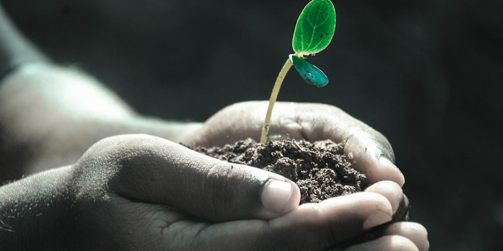 Plant in hands